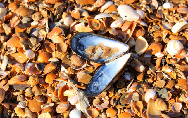 miesmuschel-muscheln-pb-armennano-240905 Miesmuschel und Muscheln