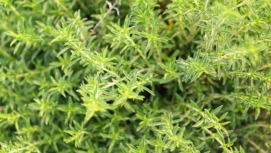 bohnenkraut-cc0-pixabay-photosforyou-190602 Bohnenkraut