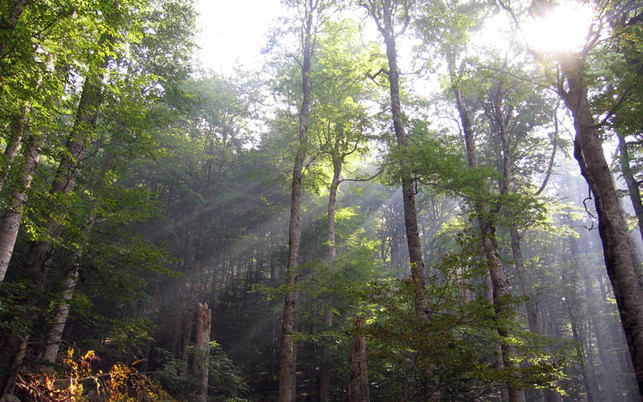urwaelder-europa-biogradska-gora-wiki-Snezana-Trifunovic-180130-800x500 Urwald im Nationalpark Biogradska Gora, Montenegro