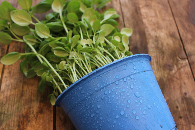 vermeide-beim-giessen-von-basilikum-unbedingt-staun-cc0--pixabay--mondgesicht-250520_download Vermeide beim Gießen von Basilikum unbedingt Staunässe.