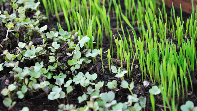 microgreens-pb Aussaat im Dezember – was jetzt noch möglich ist