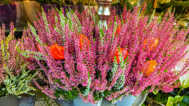 heidekraut-erika-bw-231020-1280x720 Trendpflanze Heidekraut: Hui oder pfui? So findest du die richtige Sorte