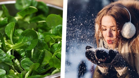 wintergemuese-feldsalat-pb-ivabalk-us-freestocks-231121-1920x1209 Wintergemüse: Im Winter schmeckt Feldsalat