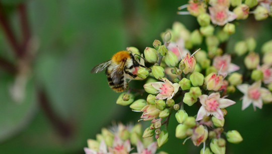 mauerpfeffer-cc0-pixabay-congerdesign-200324 mauerpfeffer