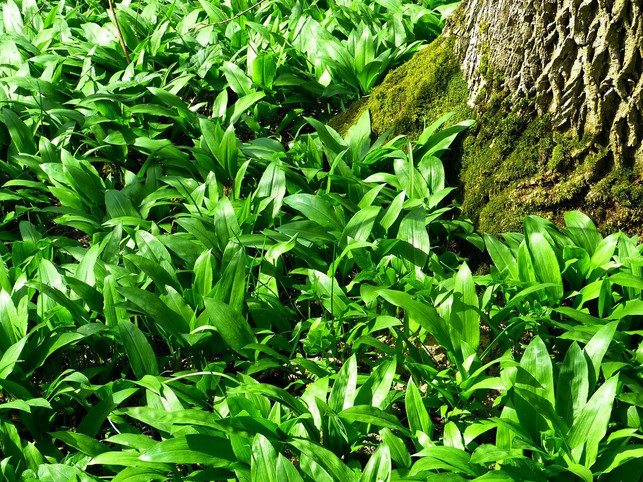 baerlauch-ist-ein-wildkraut-das-du-im-fruehling-sam-cc0-pixabay-loggawiggler-210430_download Bärlauch ist ein Wildkraut, das du im Frühling sammeln kannst.