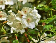 Rhododendron Krankheiten