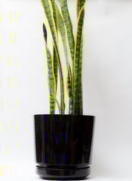 zimmerpflanzen-bogenhanf-x-bryan-debus-cc-by-nd-2-0-161116-1280x1750 Zimmerpflanzen: Bogenhanf