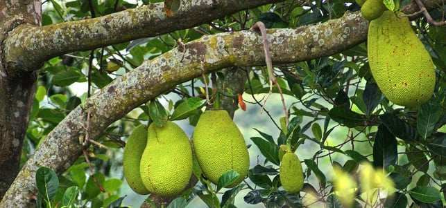 jackfruit-baum-c-170124-1280x600 Jackfruit