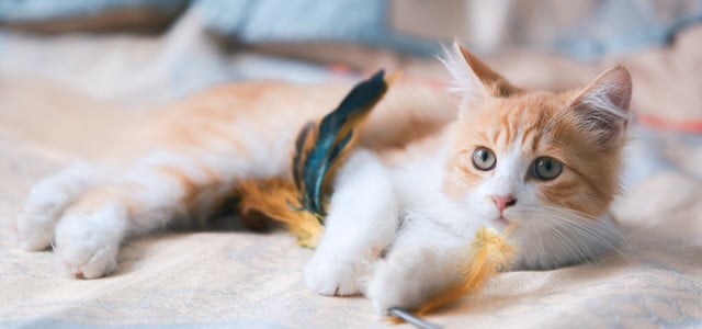 Katzenhaltung