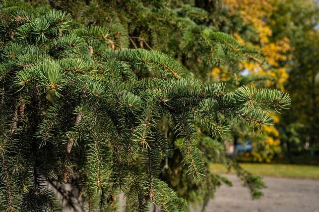 fichten-eignen-sich-besonders-gut-als-weihnachtsba-cc0-pixabay-alexei_other-201021_download Fichten eignen sich besonders gut als Weihnachtsbaum im Topf.