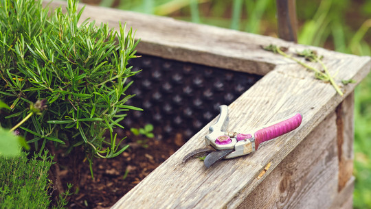 diese-pflanzen-haben-im-hochbeet-nichts-zu-suchen-cc0--unsplash--markus-spiske-260320 Diese Pflanzen haben im Hochbeet nichts zu suchen