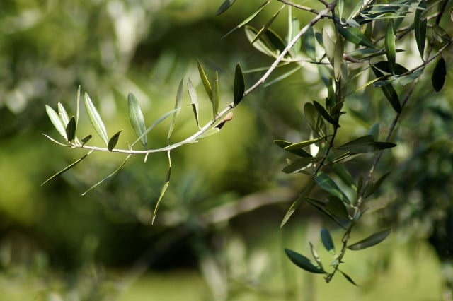 Wenn du deinen Olivenbaum im Freien überwintern willst, solltest du vorher sicher gehen, dass er auch in deiner Winterhärtezone winterhart ist.