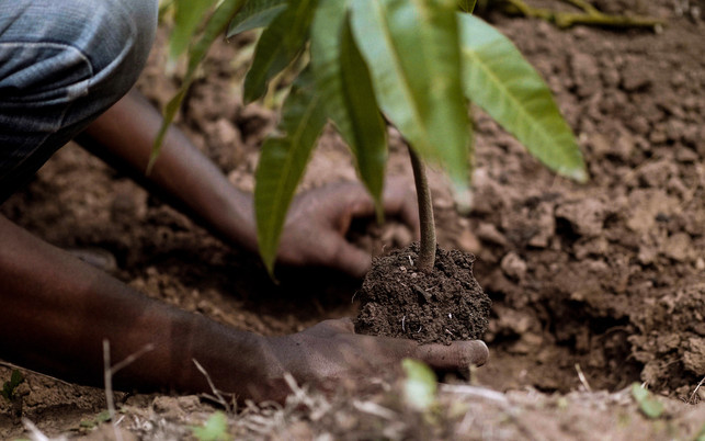 Treedom_SA_Baum_pflanzen_1280x800px Aufforstung leistet einen wichtigen Beitrag zum Klimaschutz, etwa durch Agroforstwirtschaft, wie Treedom diese betreibt. Damit ist der Gewinn für Mensch und Natur enorm.