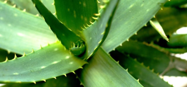 Aloe Vera Ableger