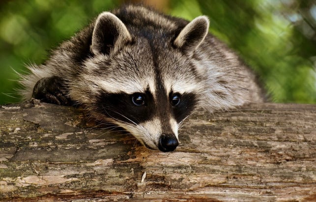 Waschbären als Delikatesse? Muss das sein? Der Waschbär hört sehr gut - sogar Regenwürmer unter der Erde.