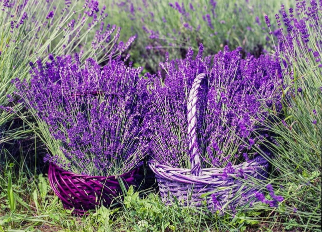 lavendel-kannst-du-gut-in-einem-topf-anpflanzen-cc0-pixabay-brenkee-181206_download Lavendel kannst du gut in einem Topf anpflanzen und auch für andere Rezepte als Sirup verwenden.