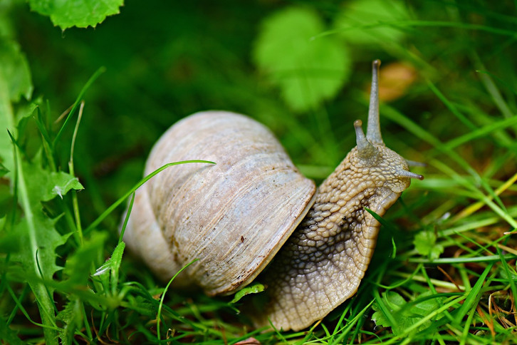 Sternmoos pflanzen, pflegen und vermehren: Das musst du beachten - Utopia.de