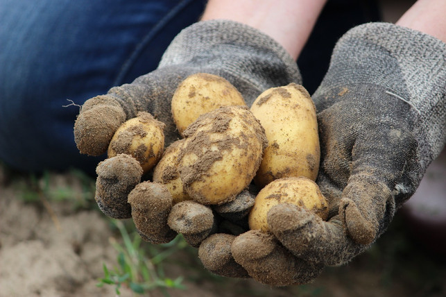 in-diesem-video-siehst-du-wie-die-prinzipien-der-cc0-pixabay-rupprich-210121_download In diesem Video siehst du, wie die Prinzipien der ökologischen Landwirtschaft umgesetzt werden.