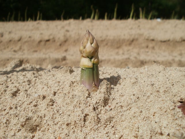spargel-auf-dem-feld-cc0-public-domain-pixabay-wikimediaimages-170624 Spargel auf dem Feld.