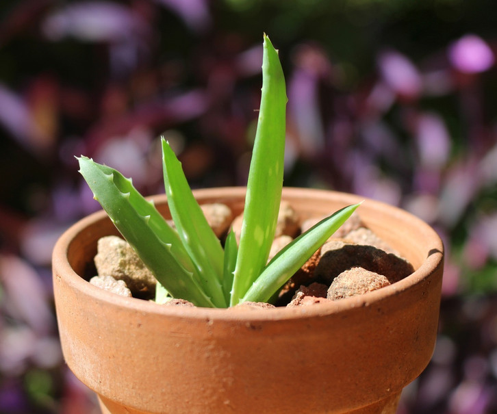 Aloe Vera gieen: Auf diese 4 Dinge kommt es an - Utopia.de