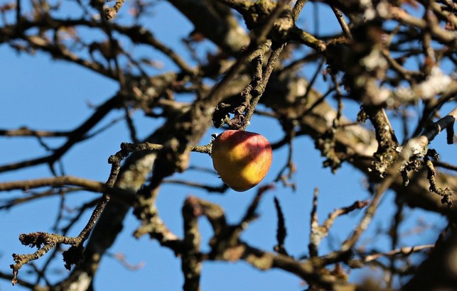apfelbaum-krankheiten-koennen-sowohl-den-baum-als-a-cc0-pixabay-pixel2013-200806_download Apfelbaum-Krankheiten können sowohl den Baum als auch die Früchte befallen.