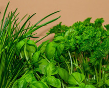 Küchenkräuter und ihre Besonderheiten: Die wichtigsten im Überblick