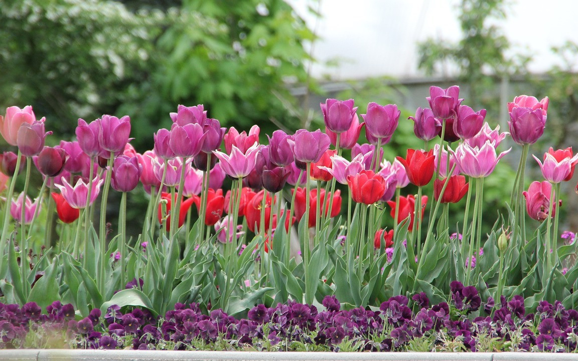 Tulpen pflanzen: Standort und richtige Pflege im Garten - Utopia.de