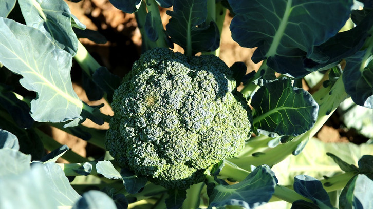 kürbis düngen hornspäne Kürbis Dünger von Flora Boost für gesunde Ernte und kräftige Pflanzen