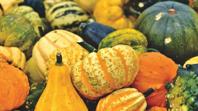 kuerbis-haltbar-machen-cc0-pixabay-ralphs_fotos-221005 Kürbis haltbar machen