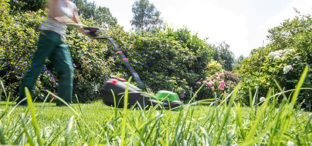 Kurz getrimmt oder dichtes Gras? Für Gartenliebhaber und Gartenliebhaberinnen sowie für Tiere hat es viele Vorteile, wenn seltener gemäht wird.