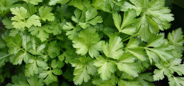 Parsley is also a good home remedy for earaches.