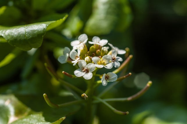 verwechslungsgefahr-die-brunnenkresse-hier-im-bi-cc0--pixabay--kathas_fotos-251019_download Verwechslungsgefahr: Die Brunnenkresse (hier im Bild) sieht dem Bitteren Schaumkraut ähnlich, hat aber gelbe statt violetter Staubbeutel.