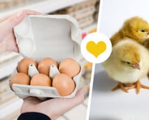 Eier ohne Kükentöten – bedeutet das weniger Tierleid?