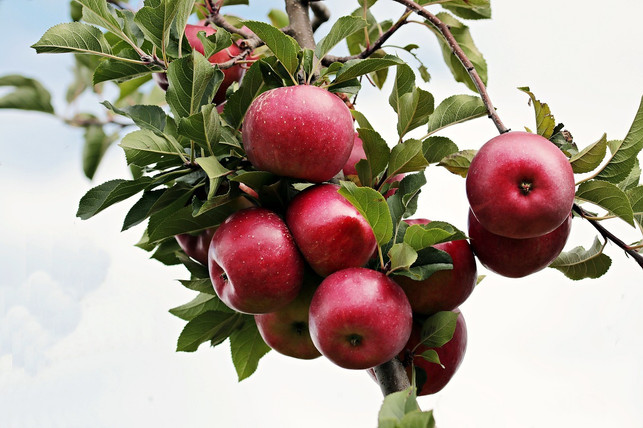 Apfelbaum pflanzen Die richtige Sorte, Zeitpunkt und Standort Utopia.de