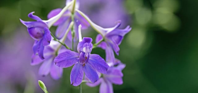Blume des Jahres 2025 Feldrittersporn