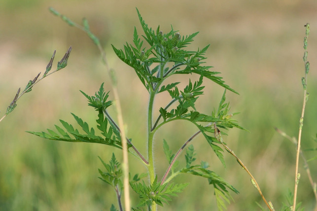 It only takes a few pollens to trigger a ragweed allergy.