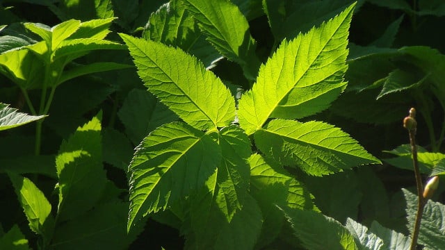 giersch-erkennen-cc0-pixabay-alsterkoralle-230514 giersch erkennen