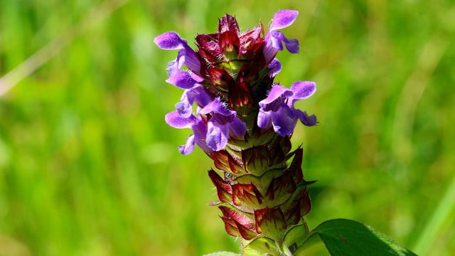 braunelle-cc0-pixabay-myriams-fotos-200108 Braunelle