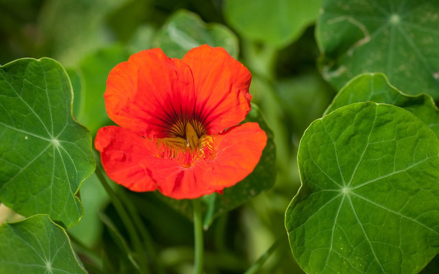 kapuzinerkresse-cc0-pixabay-pezibear-180313_download Kapuzinerkresse