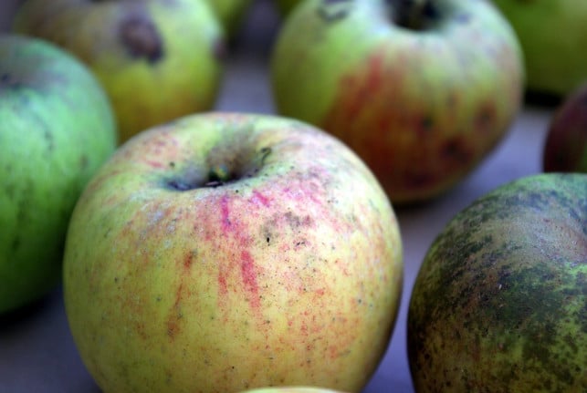 der-boskoop-ist-eine-der-bekannteren-alten-apfelso-cc0-pixabay-hodihu-231125_download-1 Der Boskoop ist eine der bekannteren alten Apfelsorten.