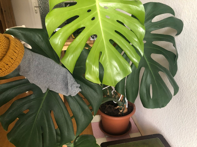 mit-alten-socken-lassen-sich-pflanzen-gut-abstaube-lea-hermannutopiade-220111_download Mit alten Socken lassen sich Pflanzen gut abstauben.