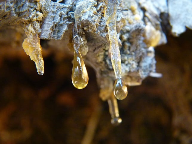 baumharz-kannst-du-einfach-selber-sammeln-cc0-pixabay-arttower-200326_download Baumharz kannst du einfach selber sammeln.