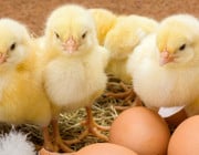 Eier ohne Küken-Schreddern: Initiativen