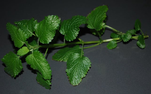 zum-trocknen-legst-du-einige-straenge-der-zitronenm-melanie-von-daake-utopia-190308_download Zum Trocknen legst du einige Stränge der Zitronenmelisse gut verteilt aufs Backblech.