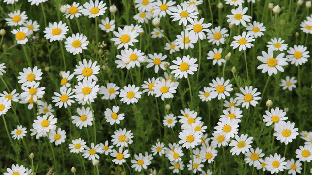 natalia-slastnikova-zJ25b1zonsA-unsplash_1920x1080px Kamille Heilpflanze Naturkosmetik Tee