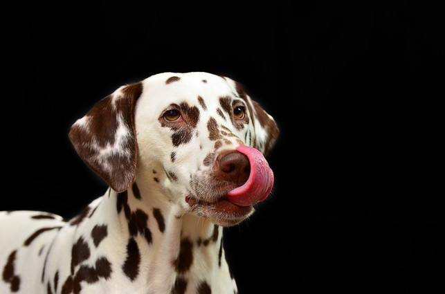 fuer-gutes-futter-musst-du-dich-gut-informieren-cc0-pixabay-huskyherz-190710_download Für gutes Futter musst du dich gut informieren