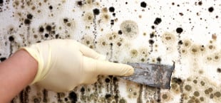 Schimmel an der Wand