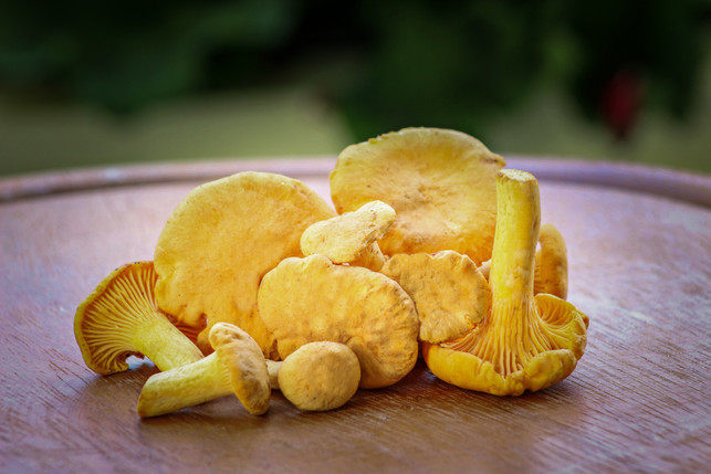 chanterelles-can-be-a-source-of-vitamin-d-cc0--pixabay--guvo59-251127_download Chanterelles can be a source of vitamin D.