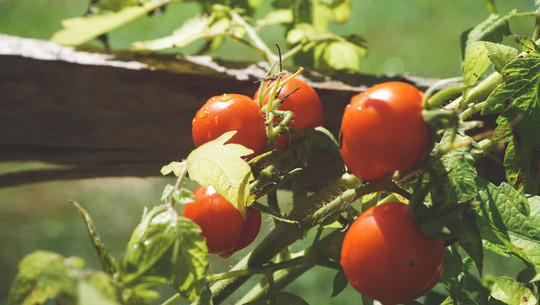 erst dünger oder samen TerraUno Rasensamen: Keimgarantie, Trockenresistenz & RSM Qualität für  deinen Garten – Terrauno