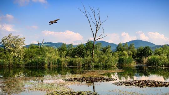 naturschutzgebiete-cc0-pixabay-liggraphy-200817 Naturschutzgebiete